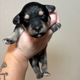 Waffles - Black & tan tri-color male Maltipoo puppy in Sacramento, California from Honeys Maltipoo’s