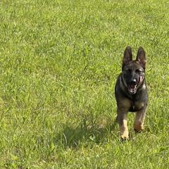 Kilo, Police K9 - Sable German Shepherd puppy in Tennessee from StoneWall