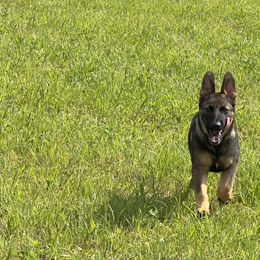 Kilo, Police K9 - Sable German Shepherd puppy in Tennessee from StoneWall