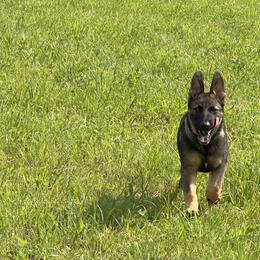 Kilo, Police K9 - Sable German Shepherd puppy in Tennessee from StoneWall