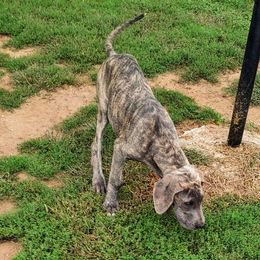 Honor - Great Dane puppy from Not So Dainty Danes