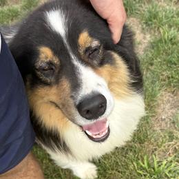Australian Shepherds from BBR Australian Shepherds