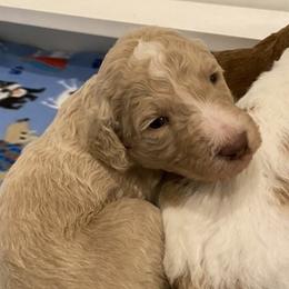 Poodle Puppies from Schrute Farms Standard Poodles