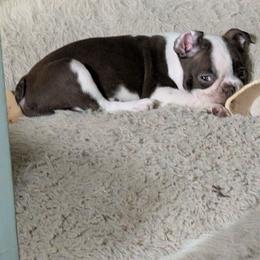 Bonnie - Seal and white female Boston Terrier puppy in Thomasville, North Carolina from Jamie's Boston Terrier Babies