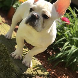 French Bulldog All Grown Up from Caring Hearts Kennel