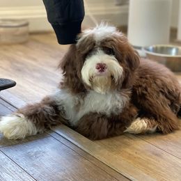 PeeDee - Australian Labradoodle