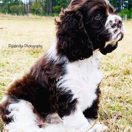 Cocker Spaniel Puppies from Chocolate Cocker Spaniels