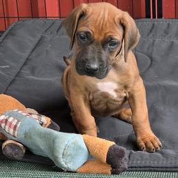 Cali - Rd whtn blk nose female Rhodesian Ridgeback puppy in Gaffney, South Carolina from Circle D Farms