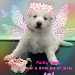 Miss. Hot Pink - White female German Shepherd puppy in Granite City, Illinois from Devon Rugerio's German Shepherds