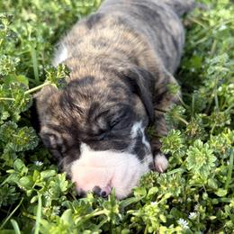 Scar - Harlequin male Great Dane puppy in Scottsburg, Virginia from Virginia Great Danes