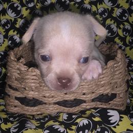 Harleen Quinzel (Harley Quinn 3250) - Cream and white female Chihuahua puppy in Tomball, Texas from Katie's Krew