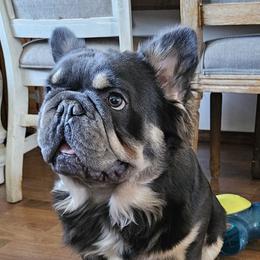 Mr Fluffy - French Bulldog