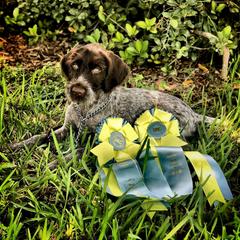 German Wirehaired Pointer Puppies from RipTide Kennels