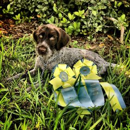 German Wirehaired Pointer Puppies from RipTide Kennels