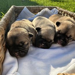 French Bulldog Puppies from 3D Frenchies LLC