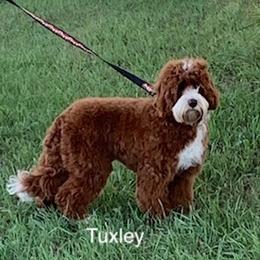 Tux - Australian Labradoodle