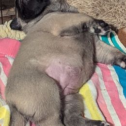 Girl 1 - Mastiff puppy from Hug-A-Mug Mastiffs