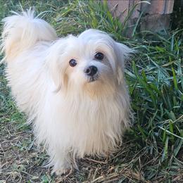Thumper - Maltipoo