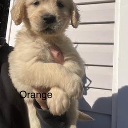 Orange - Golden female Golden Retriever puppy in Jesup, Georgia from Painted Platinum Retrievers (Painted Platinum Kennel) PPK