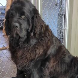 Female 4 - Black female Newfoundland puppy in Burfordville, Missouri from Umfleet Farms