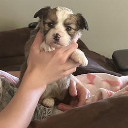 Butch Cassidy - Sable male Pembroke Welsh Corgi puppy in Huntington, Texas from Flower Hill Farm