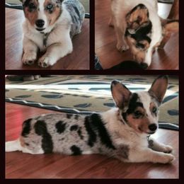 Australian Cattle Dog and Pembroke Welsh Corgi Puppies from Heelers in Texas