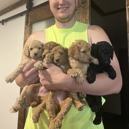 Poodle Puppies from Pawsable Prospects