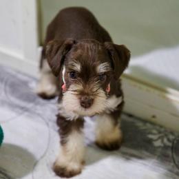 Ms. Pink - Liver female Miniature Schnauzer puppy in Pensacola, Florida from Reservoir Dogs