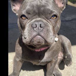 French Bulldogs from EST Kennels