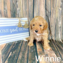 Winnie - Apricot Cavapoo puppy in Hallsville, Missouri from Cedar Hill Pups