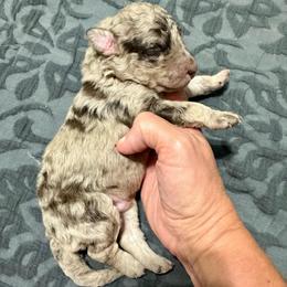Bonsai - Red merle male Aussiedoodle puppy in Rock Hill, South Carolina from LolliPop Farms