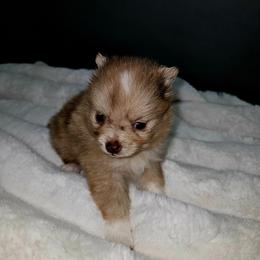 Trixie - Chocolate merle female Pomeranian puppy in Albuquerque, New Mexico from Abq Poms