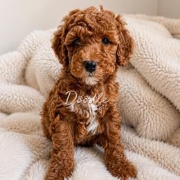 Fisher - Red  male Goldendoodle puppy in Gilbert, Arizona from Doodle Bliss