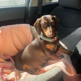 Gracie - Dachshund