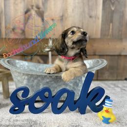 Dachshund Puppies from Dachshund Universe
