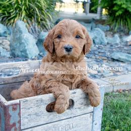 Green - Apricot male Goldendoodle puppy in Yuba City, California from BV Labs & Doodles