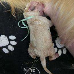 Maxine - Golden female Golden Retriever puppy in Duncan, South Carolina from Glimmer Goldens