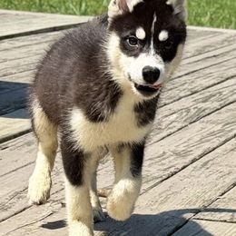 Sakana - Black and white female Siberian Husky puppy in Doswell, Virginia from Shinko Siberians