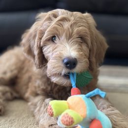 Goldendoodles from Millie’s Goldendoodles
