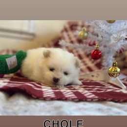 Chole - White female Pomeranian puppy in Antioch, California from Munoz pomms