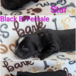 Star - Black & white female Australian Shepherd puppy in Squaw Valley, California from A&M Australian Shepherds