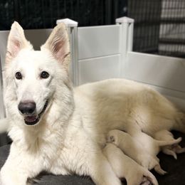 Boy 2 - White male Berger Blanc Suisse puppy in Brooksville, Florida from Vom Hundhaus Shepherds