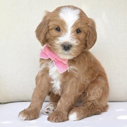Whitaker - Brown and white male Bernedoodle puppy in North Ogden, Utah from Bourbon Bernedoodles