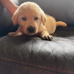 Bog- grey collar - Yellow male Labrador Retriever puppy in Isanti, Minnesota from Four Corners Family Labs