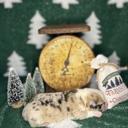 American Corgi Puppies from Taylor’s Corgis