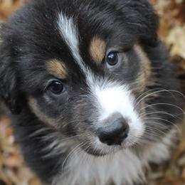 Girl 3 "Pepper" - Black Australian Shepherd puppy in Manhattan, Kansas from Dockside Australian Shepherds