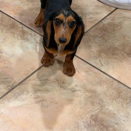 Billy - Dapple female Dachshund puppy in Madera Acres, California from Muggin Bostons Terriers and Mini Dachshund