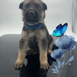 German Shepherd Puppies from Devon Rugerio's German Shepherds