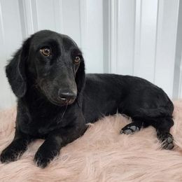 Dachshunds from 3 B's Breeding