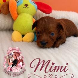 Mimi - Brown female Maltipoo puppy in Concord, California from Puppy Boutique